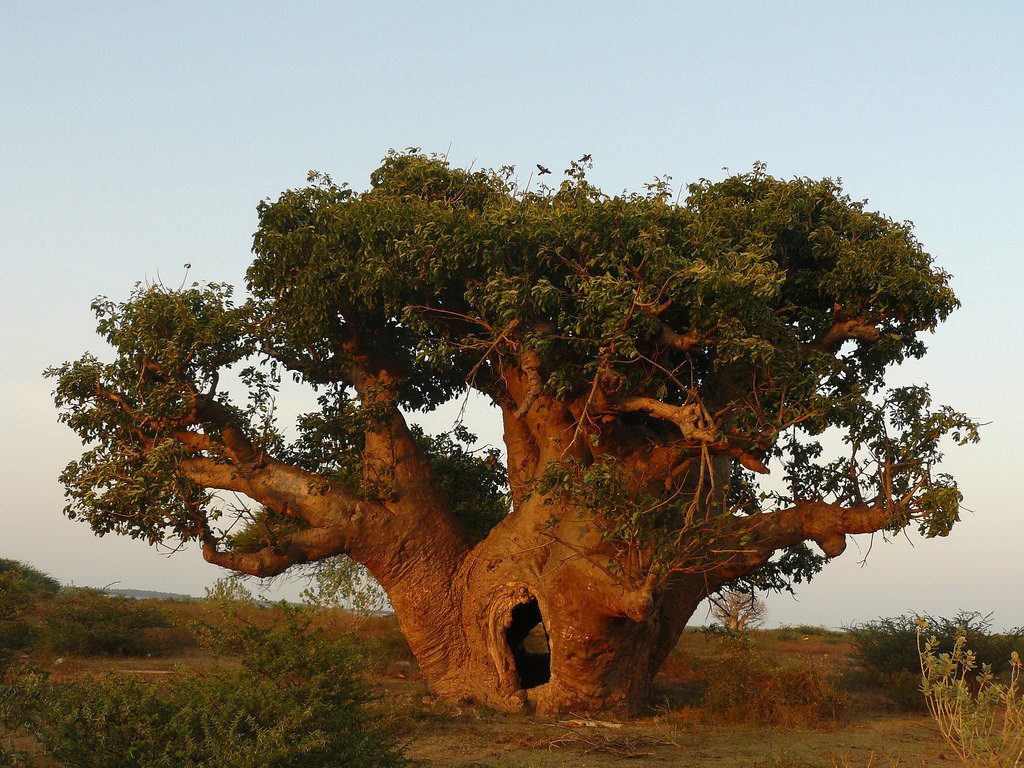 Фото баобаба дерево в африке