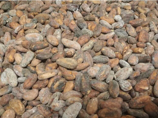 Какао-бобы АСС европейский стандарт, Эквадор 250 гр