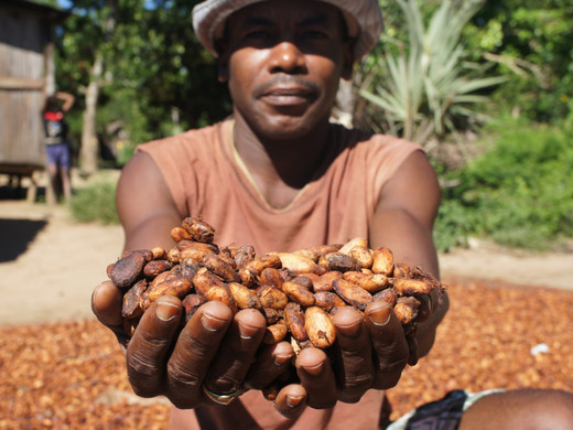 Какао-бобы Самбирано Амбохимена Суд Органик ,Мадагаскар 250 гр
